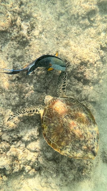 Muscat: Snorkeling Trip to Daymaniyat Islands