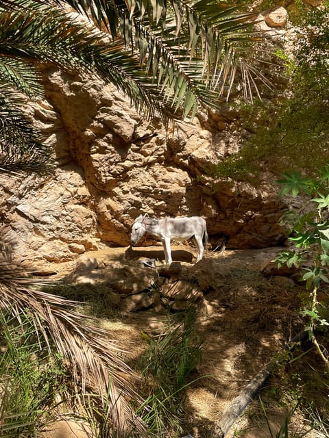 Muscat: Wadi Shab and Bimmah Sinkhole Full - Day Tour