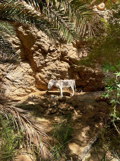 Muscat: Wadi Shab and Bimmah Sinkhole Full - Day Tour