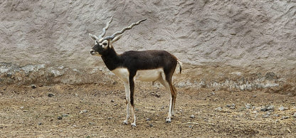 Muscat: Wahiba Sands Sunset Tour with Dinner and Optional Zoo Visit