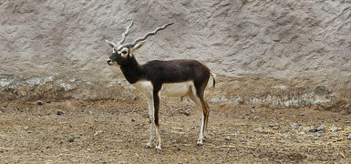 Muscat: Wahiba Sands Sunset Tour with Dinner and Optional Zoo Visit
