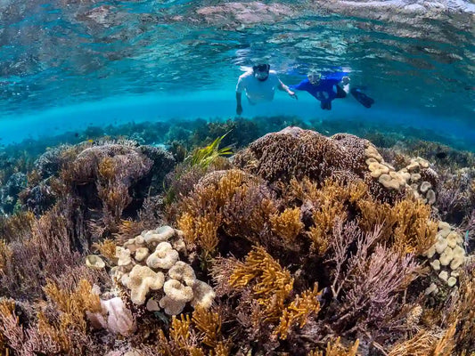 Sharm El Sheikh: Schnorchel- und Tauchausflug mit dem Boot zur Insel Tiran