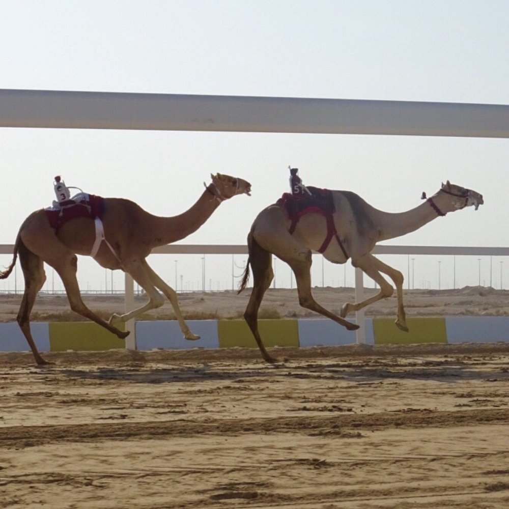 Doha: Vest-Qatar-tur til Shaikh Faisal-museet og Ash Shahiniyah Racetrack