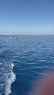 El Gouna: Private Speedboat Snorkeling Trip to Dolphin House