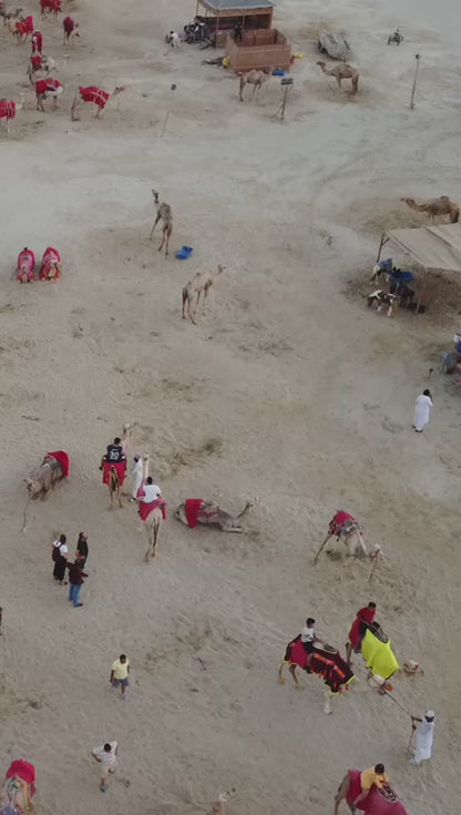 Doha: 4x4 Half-Day Private Desert Safari, Camel Ride, and Arabian Horse Ride