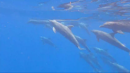 Hurghada: Mirage Private Boat Snorkeltur med lunsj og brus