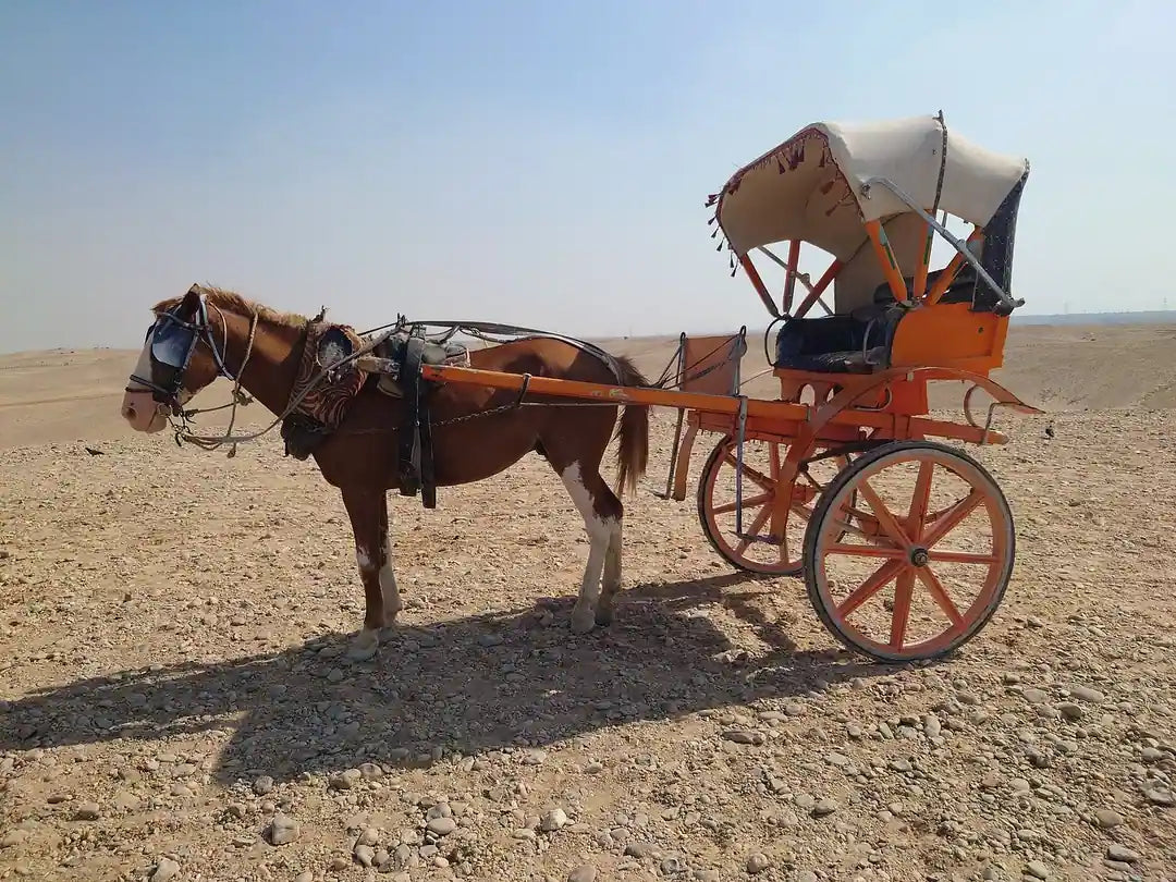 Il Cairo: Tour Guidato Privato di un Giorno delle Piramidi di Giza, Piramide a Gradoni di Saqqara e Menfi