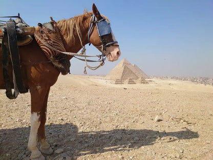 Il Cairo: Tour Guidato Privato di un Giorno delle Piramidi di Giza, Piramide a Gradoni di Saqqara e Menfi