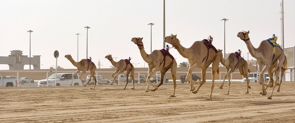 Doha: Pantai Barat Qatar, Balap Unta dan Patung Gurun
