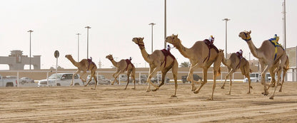 Doha: Pantai Barat Qatar, Balap Unta dan Patung Gurun