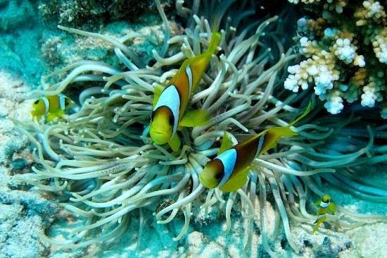 沙姆沙伊赫：拉斯穆罕默德和白岛浮潜游船之旅（可选潜水）