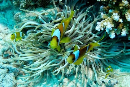 沙姆沙伊赫：拉斯穆罕默德和白岛浮潜游船之旅（可选潜水）