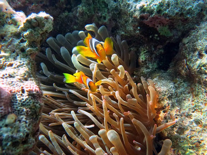 Sharm El Sheikh: Snorkeling Day Trip to White Island and Ras Muhammed