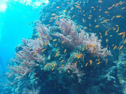 赫尔格达：红海潜水之旅（适合初学者和持证潜水员）