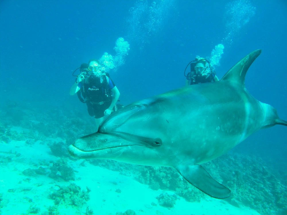 赫尔格达：红海潜水之旅（适合初学者和持证潜水员）