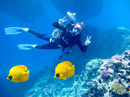 赫尔格达：红海潜水之旅（适合初学者和持证潜水员）