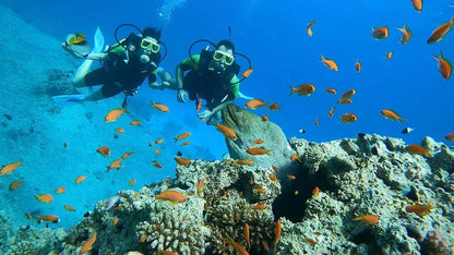 赫尔格达：红海潜水之旅（适合初学者和持证潜水员）
