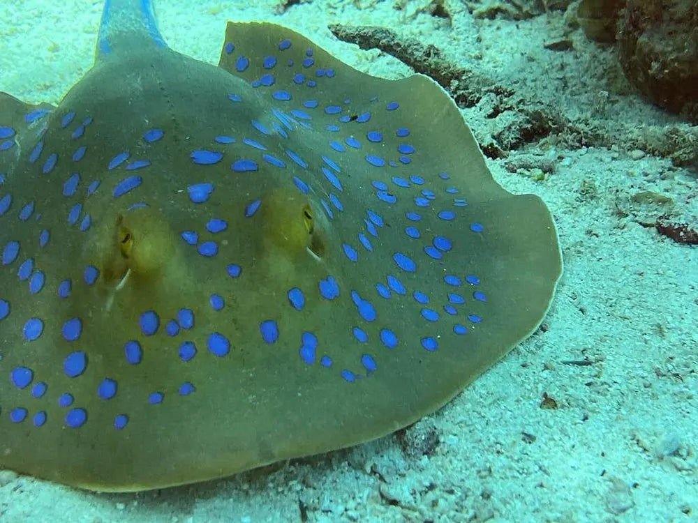 赫尔格达：红海潜水之旅（适合初学者和持证潜水员）