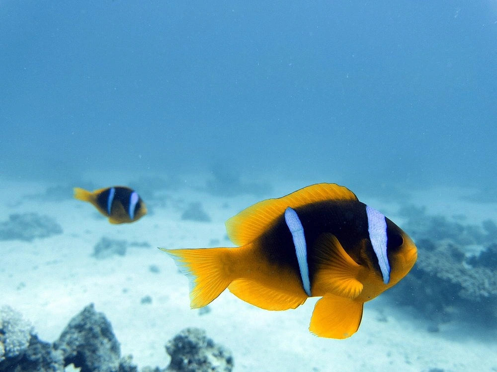 赫尔格达：红海潜水之旅（适合初学者和持证潜水员）