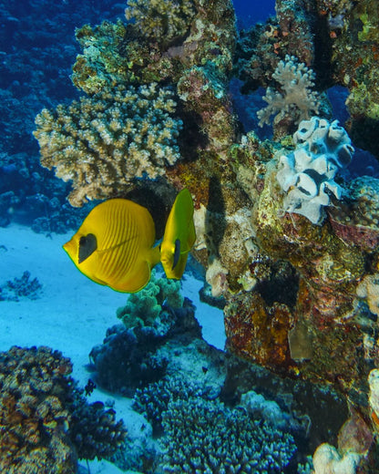Marsa Alam: excursie cu barca de snorkeling la Marsa Mubarak cu prânz