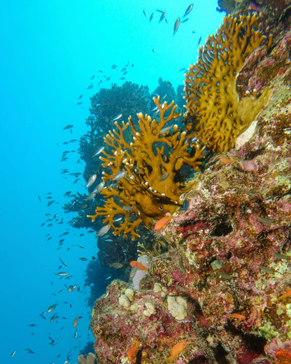 Marsa Alam: excursie cu barca de snorkeling la Marsa Mubarak cu prânz