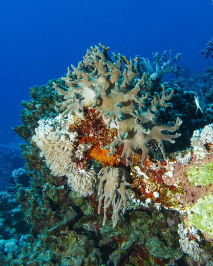 Marsa Alam: excursie cu barca de snorkeling la Marsa Mubarak cu prânz