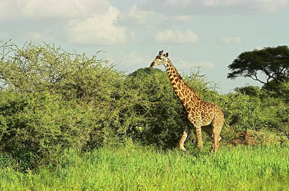 Arusha: 6-tägige private Safari in die Serengeti, zum Ngorongoro-Krater und nach Tarangire