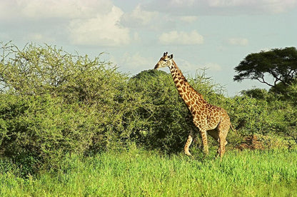 Arusha: 6-tägige private Safari in die Serengeti, zum Ngorongoro-Krater und nach Tarangire