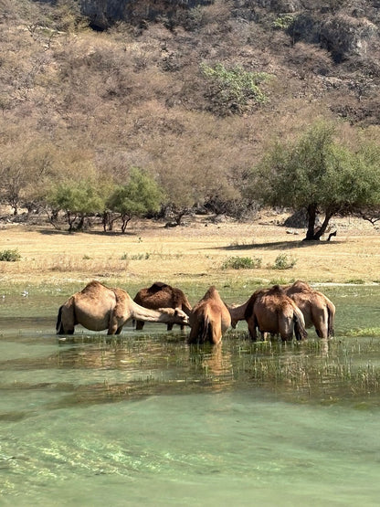 Salalah: East Coast Highlights Tour to Wadi Darbat Waterfalls and Jabal Samhan Mountain