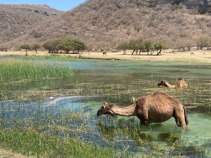 Salalah: East Coast Highlights Tour to Wadi Darbat Waterfalls and Jabal Samhan Mountain