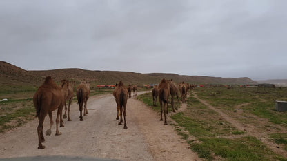 Salalah: Fazayah, Mughsail Beaches and City Tour with Prophet Job’s Tomb Visit
