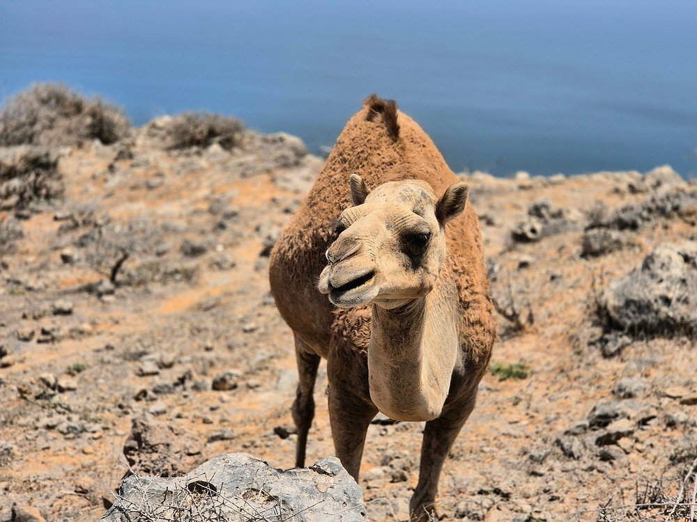 Salalah: Fazayah, Mughsail Beaches and City Tour with Prophet Job’s Tomb Visit