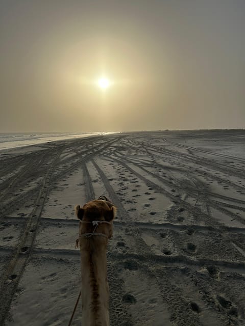 Salalah: Sunset Camel Ride Tour on the Beach