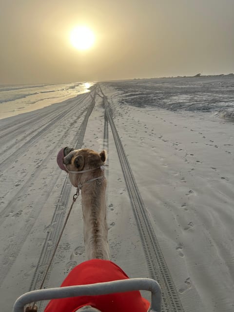 Salalah: Sunset Camel Ride Tour on the Beach