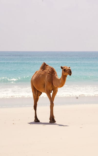 Salalah: West Coast Blowholes, Frankincense Trees, and Al Fazayah Beach Tour