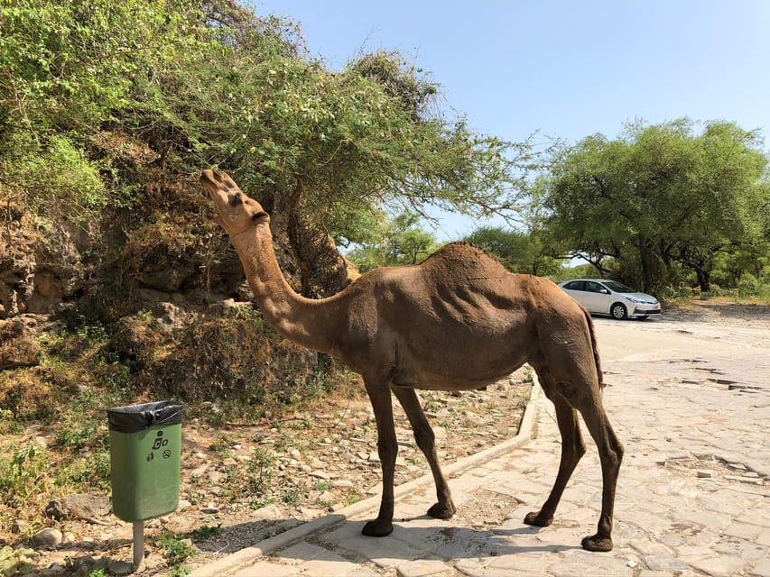 Salalah: West Coast Blowholes, Frankincense Trees, and Al Fazayah Beach Tour