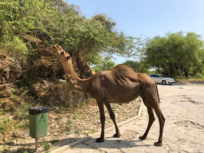 Salalah: West Coast Blowholes, Frankincense Trees, and Al Fazayah Beach Tour