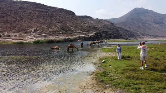 Salalah: West Coast Blowholes, Frankincense Trees, and Al Fazayah Beach Tour