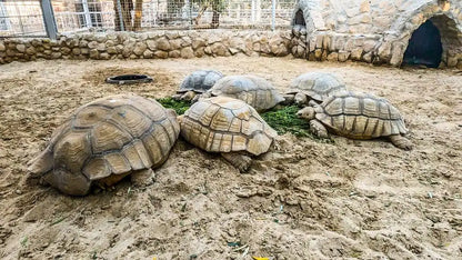 ハルガダ: グランドアクアリウム入場券