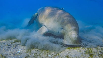 Marsa Alam: excursie cu barca de snorkeling la Marsa Mubarak cu prânz