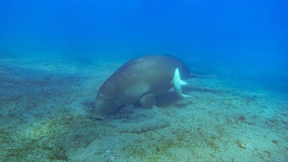 Marsa Alam: excursie cu barca de snorkeling la Marsa Mubarak cu prânz