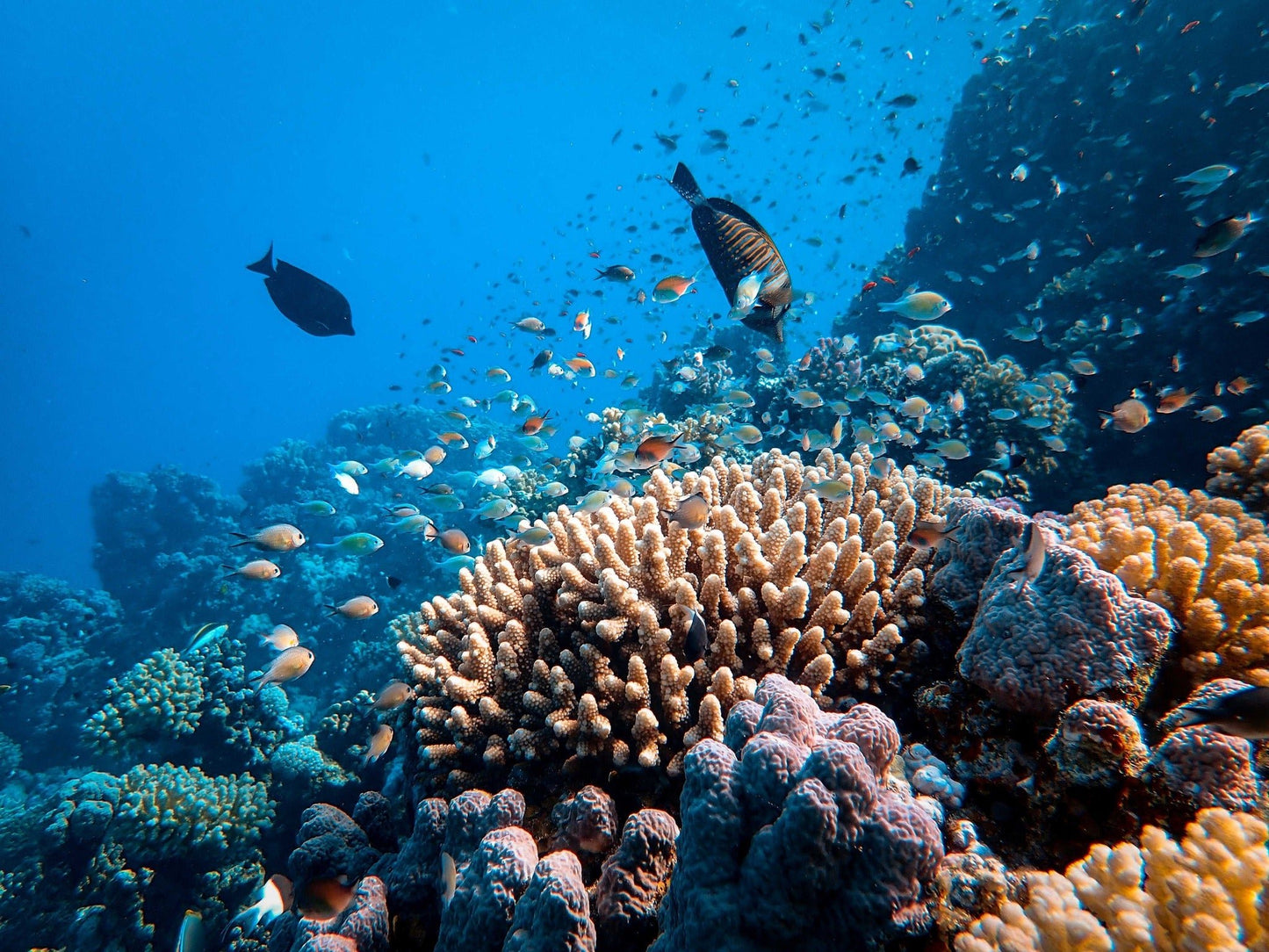Sharm El Sheikh: 1 - Day Discover Scuba Diving Course