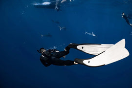 Sharm El Sheikh: 2 - Hours Night Dive in Ras Mohamed