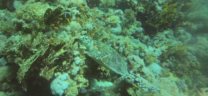 Sharm El Sheikh: 3 - Day Course for PADI Open Water Diver Certification