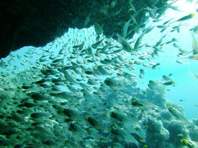 Sharm El Sheikh: 4 - Days Open Water Diving Course