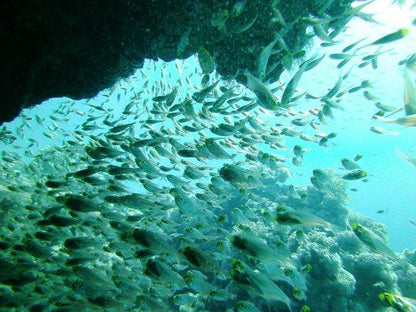Sharm El Sheikh: 4 - Days Open Water Diving Course