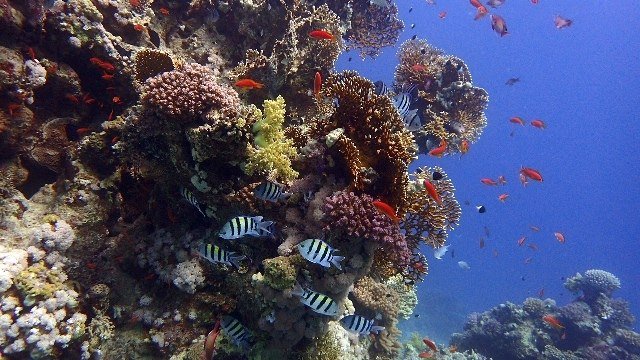 Sharm El Sheikh: 4 - Days Open Water Diving Course
