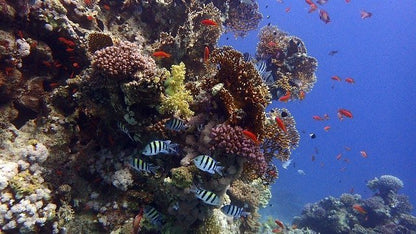 Sharm El Sheikh: 4 - Days Open Water Diving Course