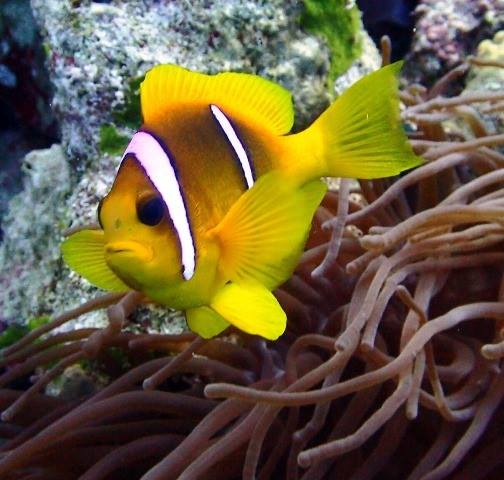 Sharm El Sheikh: 4 - Days Open Water Diving Course