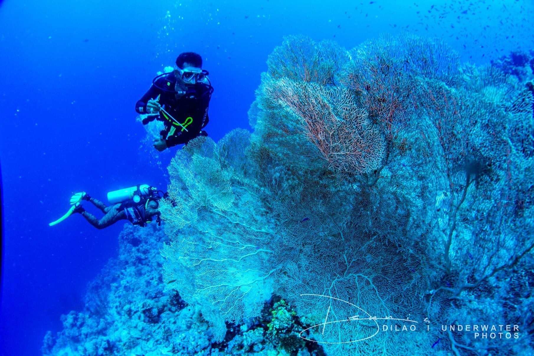 Sharm El Sheikh: 4 - Days Open Water Diving Course